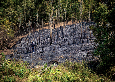 What ever happened to shifting cultivation?