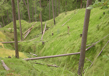 Managing forests for climate resilience