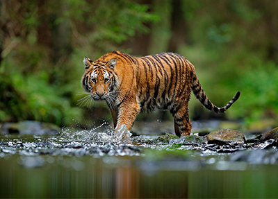 A shared landscape for tigers 
