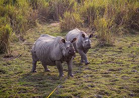 Gender and biodiversity management in the Greater Himalayas: towards equitable mountain development