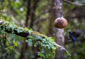 bird trying to drink water from coconut hilife