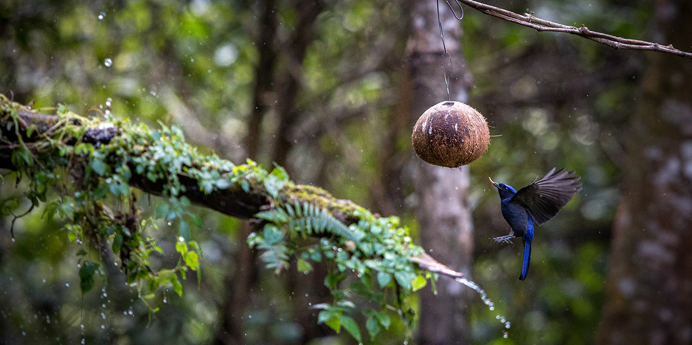 bird trying to drink water from coconut hilife