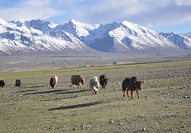 Land-Cover-Dynamics-in-Pakistan