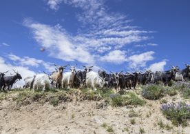 mountain goats