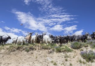 mountain goats