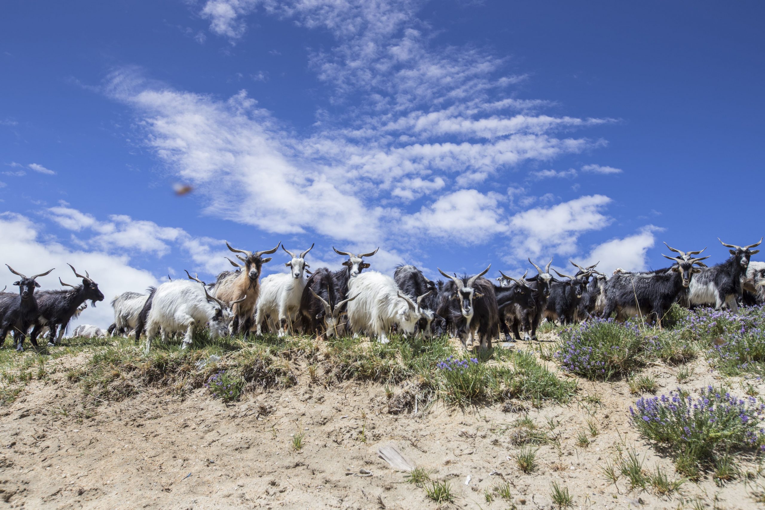 mountain goats