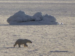 Photo by Marry K. Waal SandståNorwegian Scientific Academy for Polar Research