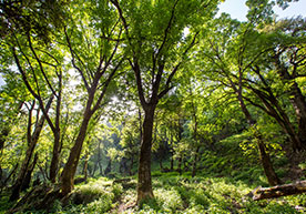 Vegetation-Species-in-Pamirs-of-China