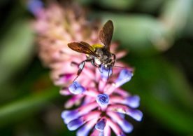 Bees and Pollination