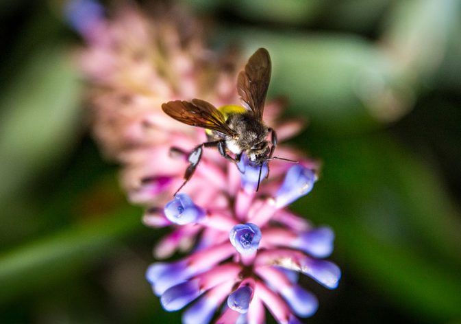 bees and pollination