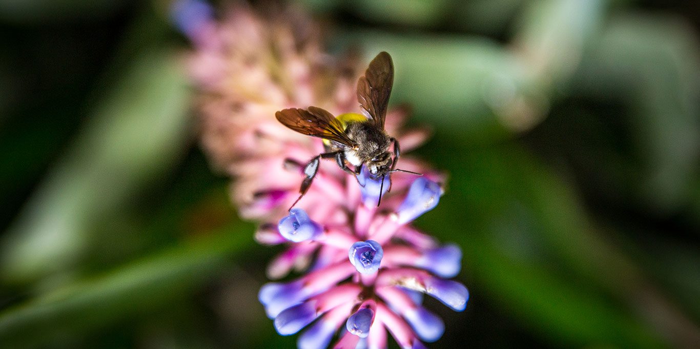 bees and pollination