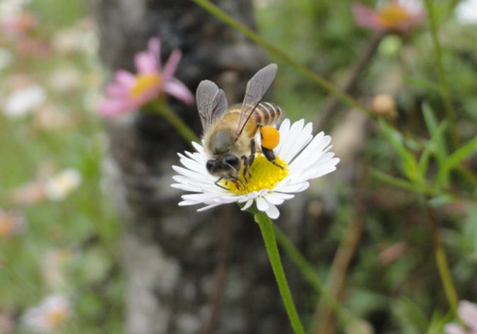 bees-and-pollination