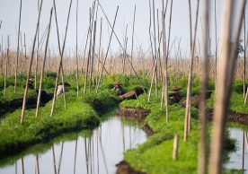 wetlands