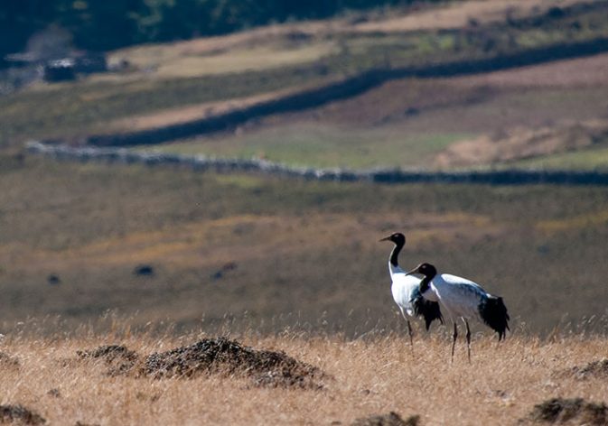 Phobjikha-Wetland