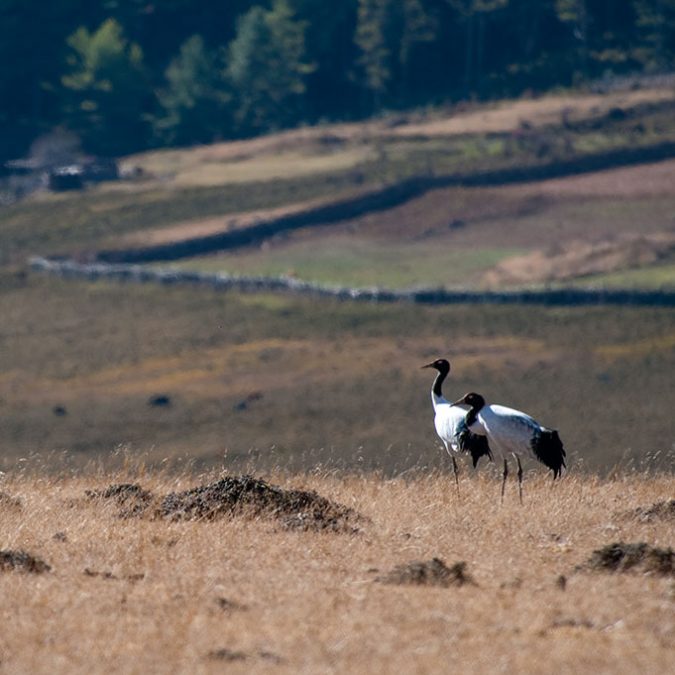 Phobjikha-Wetland