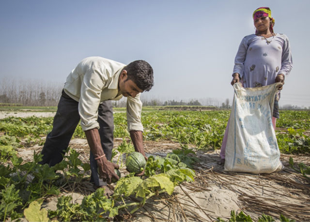 Farmers harvest squash in Uttarakhand, India