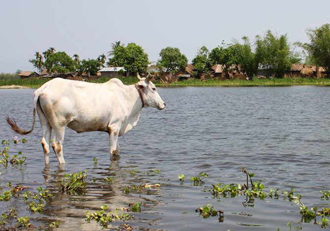 Koshi Tappu Wetland