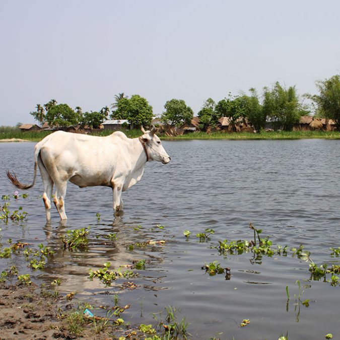 Koshi Tappu Wetland