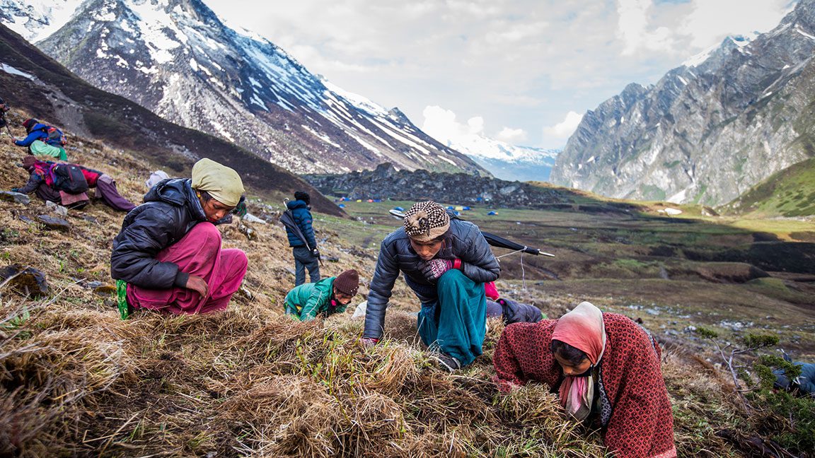 Summer field research on yartsa gunbu