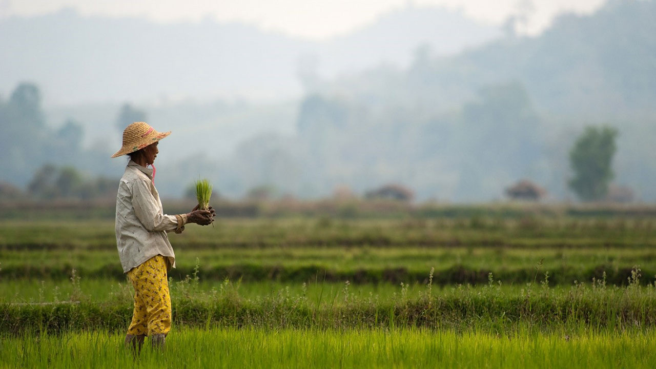 A farmer works in a paddy field in Myitkyina, Myanmar. 