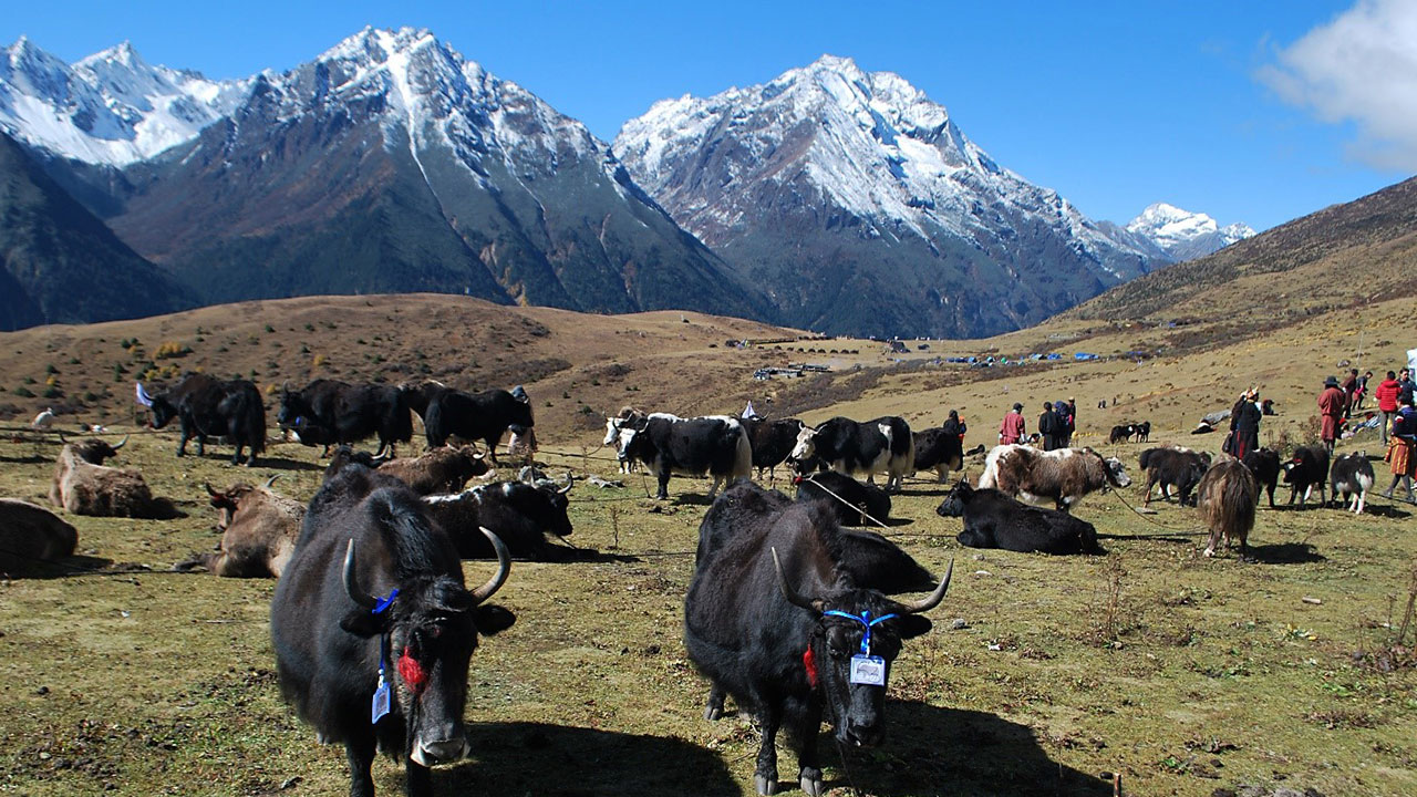 The transboundary landscape approach helps traditional agropastoral practices such as yak herding 