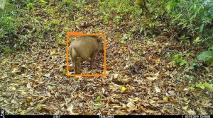 Bounding box acquired from object detection model for Boar