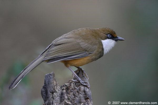 white-throated laughingthrush