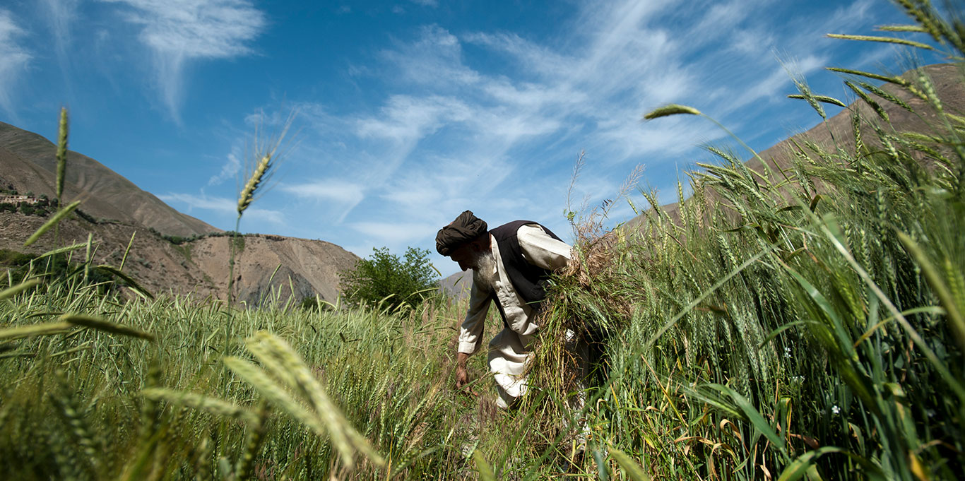 Agriculture, Alex Treadway, ICIMOD, Kiwi, Actinidia deliciousa, Panjshir valley, wheat