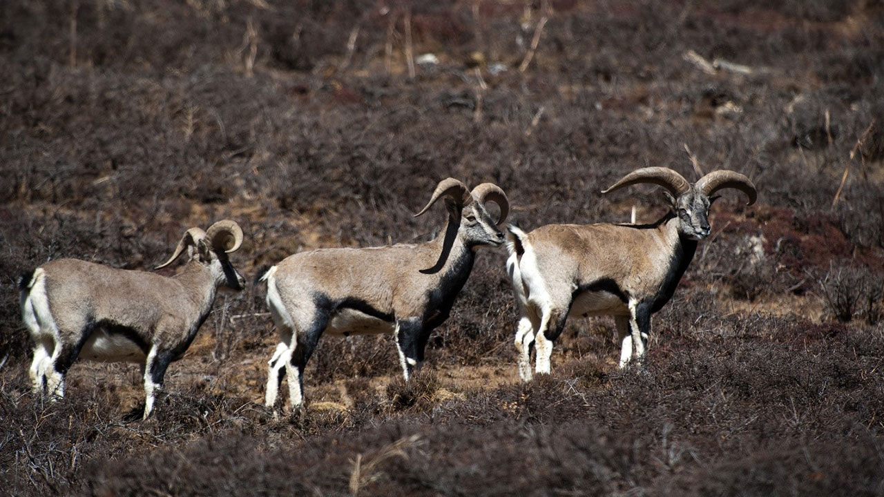 Blue sheep in Bhutan (2009).