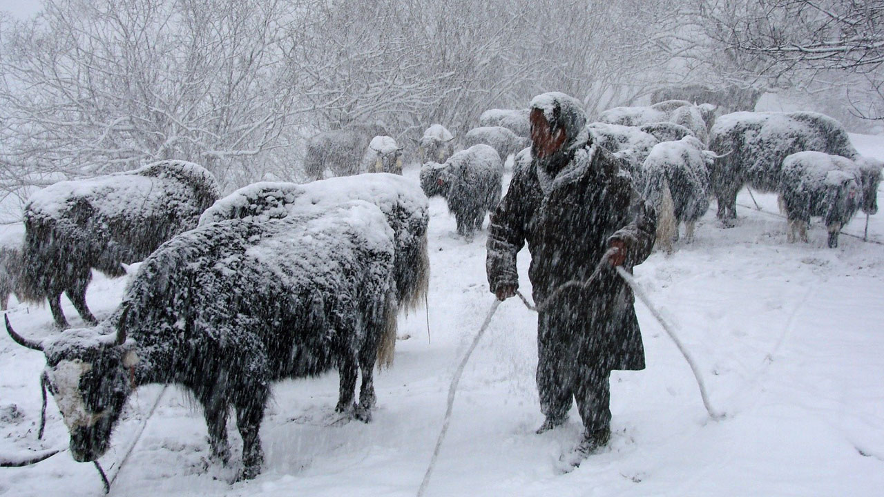 Yak in Bhutan’s alpine region (2008).