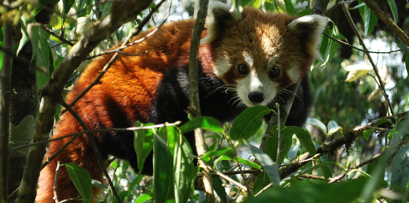 Red panda