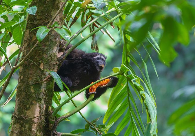 The Gaoligong hoolock gibbon