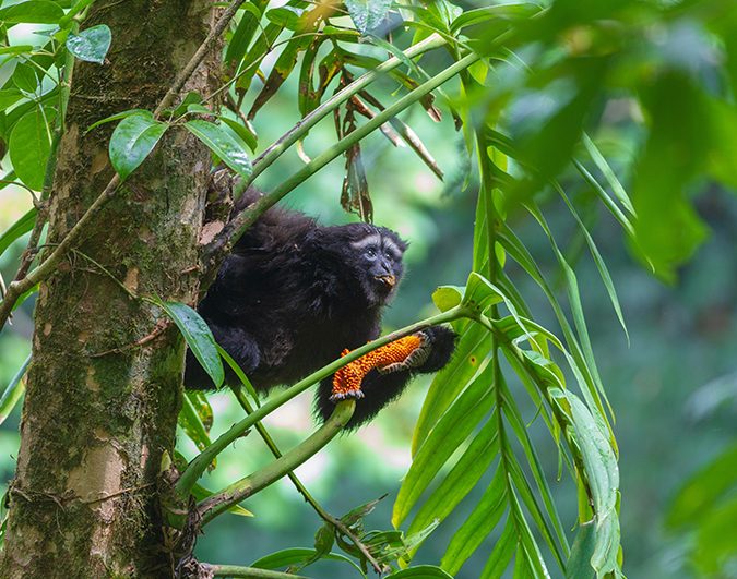 The Gaoligong hoolock gibbon