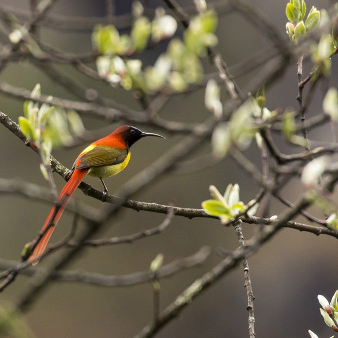 Sikkim fire tail sunbird