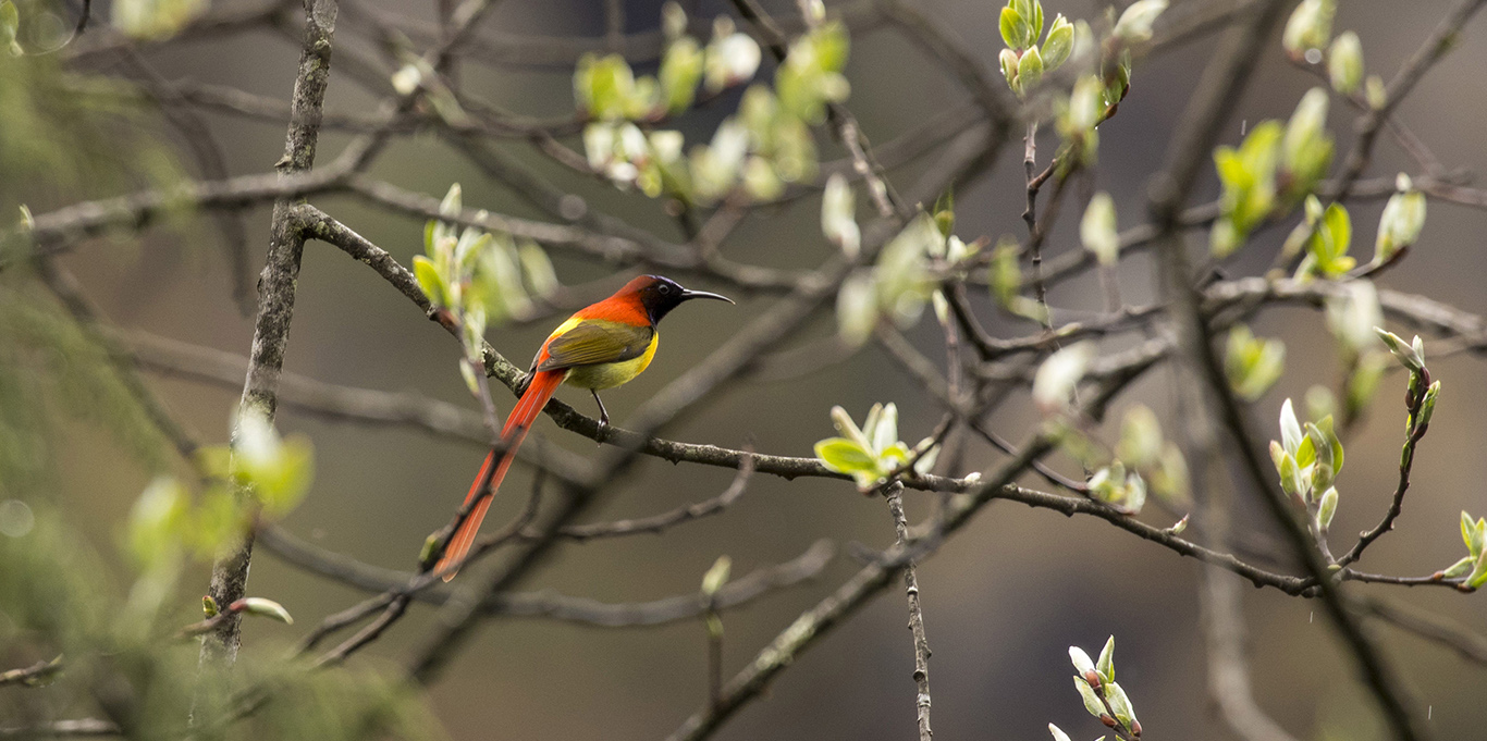 Fire-tailed sunbird (Aethopyga ignicauda