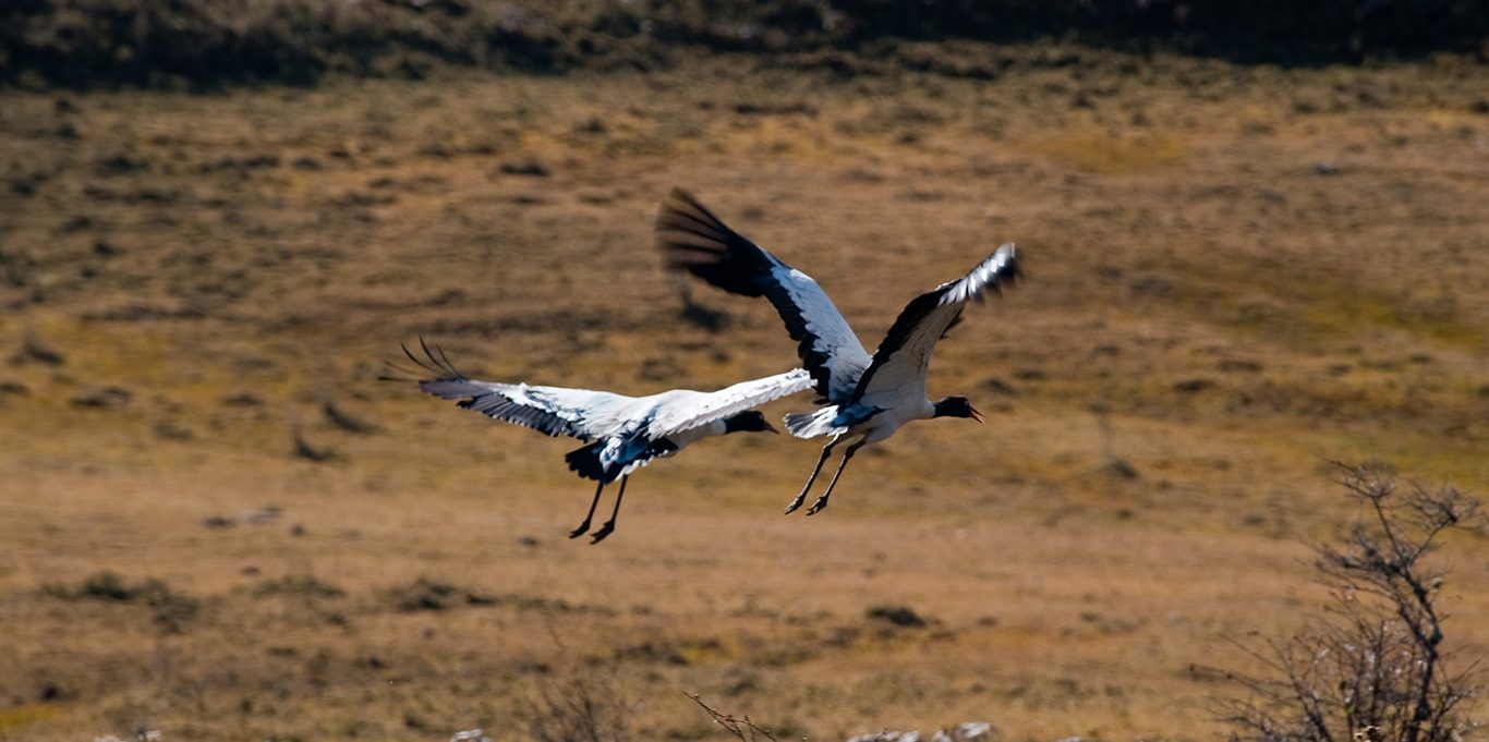 Black-necked-Crane