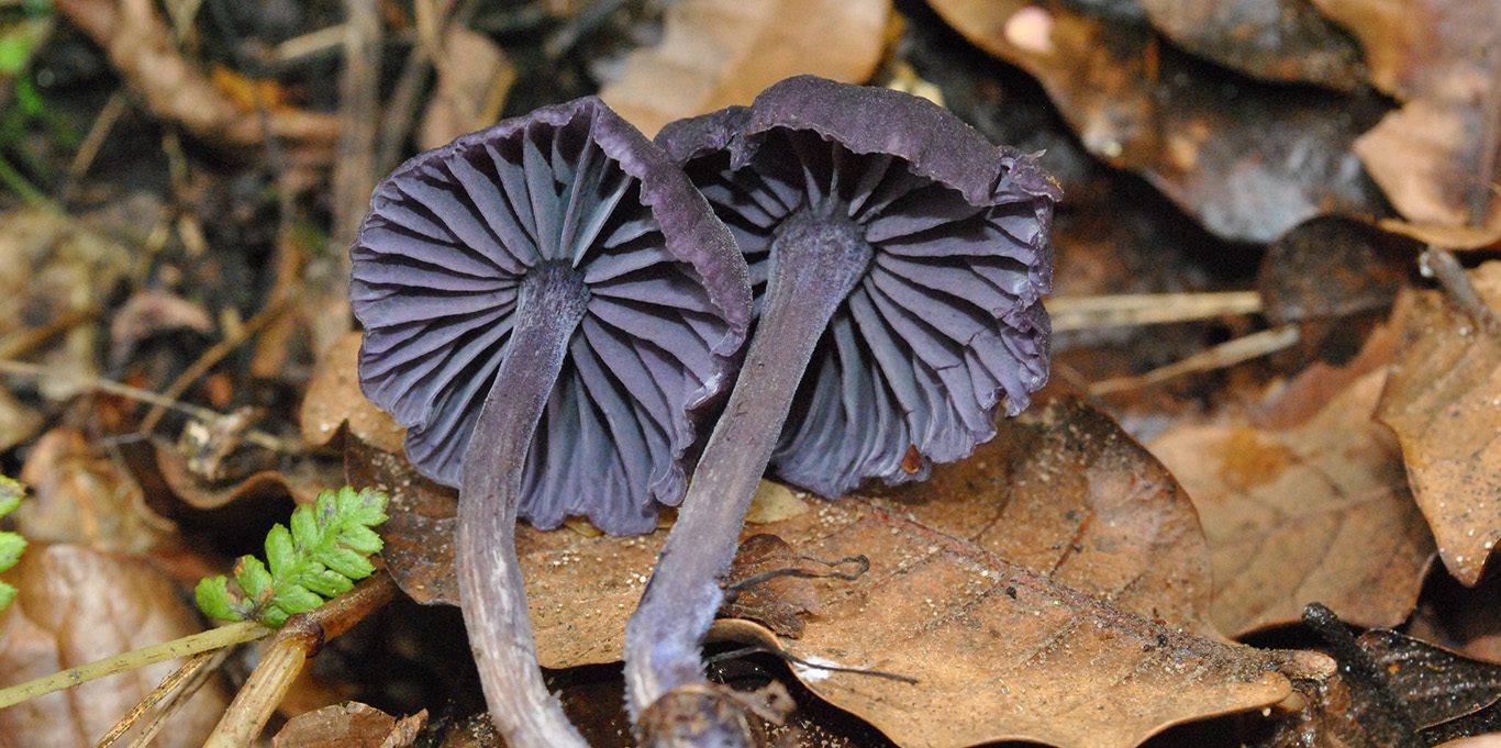 Laccaria-amethystina