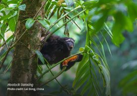 The Gaoligong hoolock gibbon