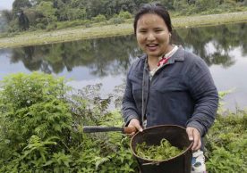 Study documents dependence of Burmese communities on edible plants, suggests sustainable harvesting measures