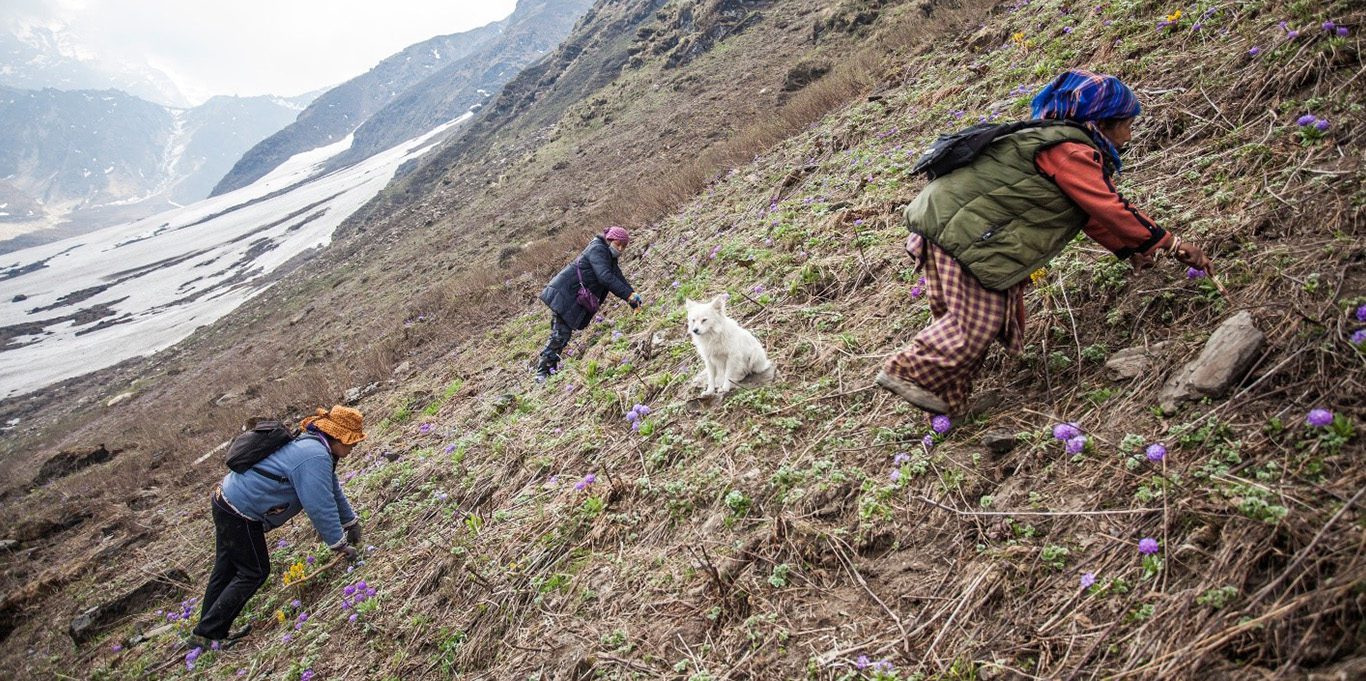 In Darchula’s yartsa gunbu open supply chain