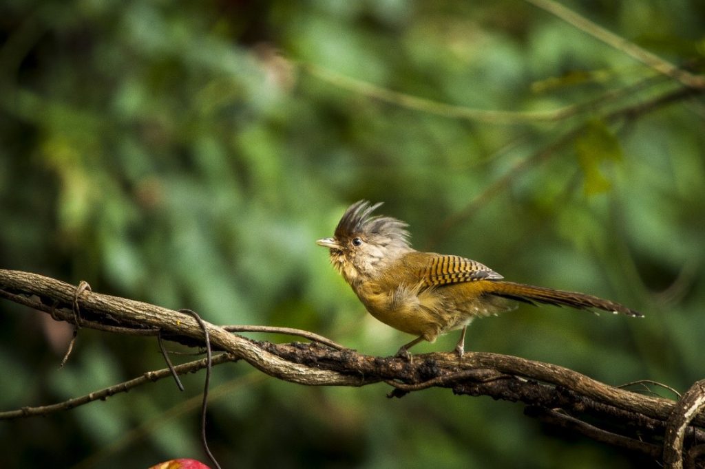 Nature-based tourism