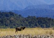 Global Landscapes Forum community urges seven ways to harness the power of landscapes to safeguard biodiversity