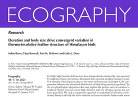 Elevation and body size drive convergent