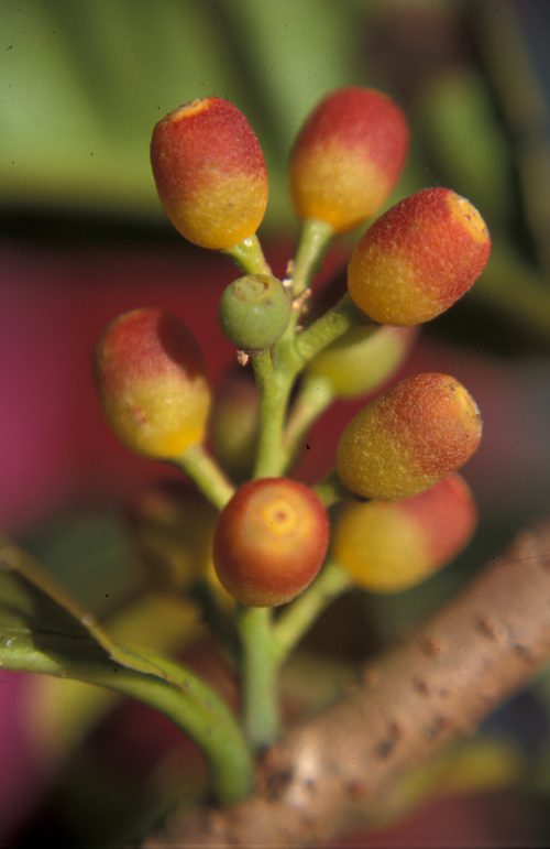 The Hand Book of Flowering Plants of Nepal