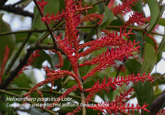 Helixanthera parasitica Lour.