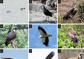 India bird checklist