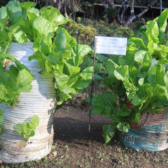 3D or Vertical Farming