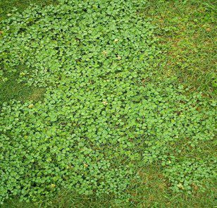 Cover crops