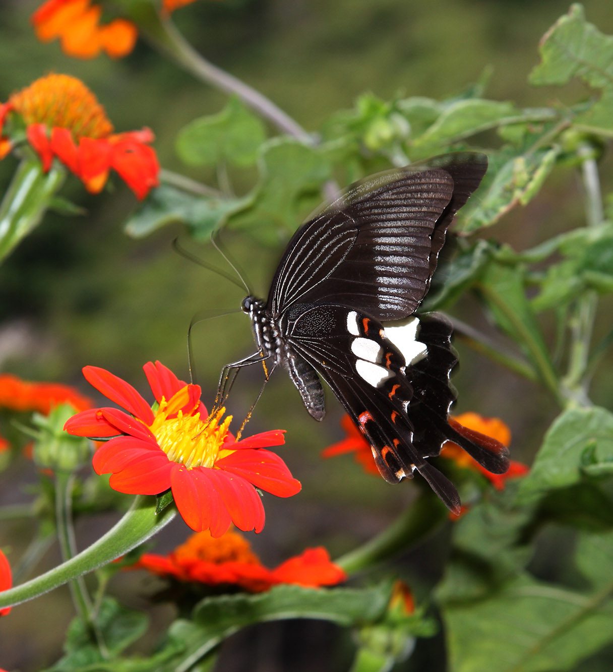 Photo Contest on Ecosystem Restoration