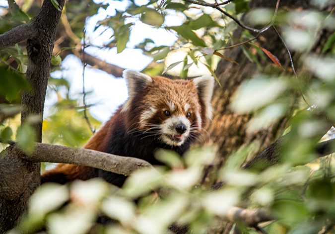 red panda